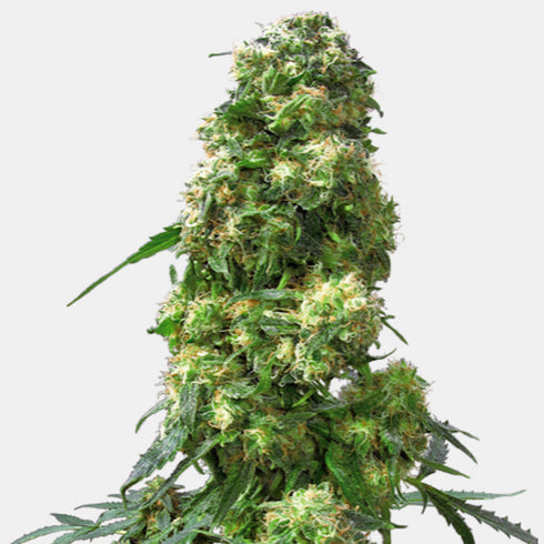 Sensi Seeds - Early Pearl